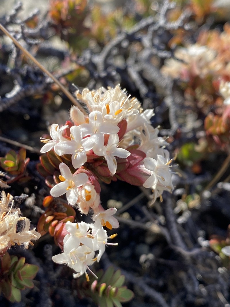 Pimelea traversii subsp. traversii photo 4