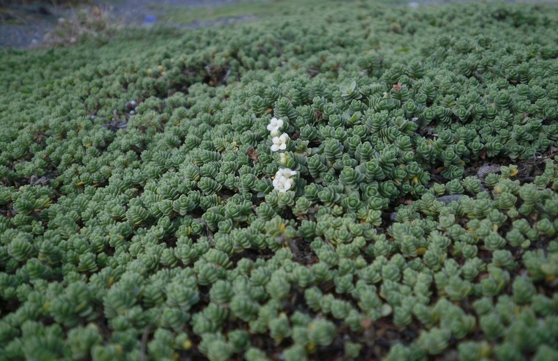 Pimelea urvilleana subsp. urvilleana