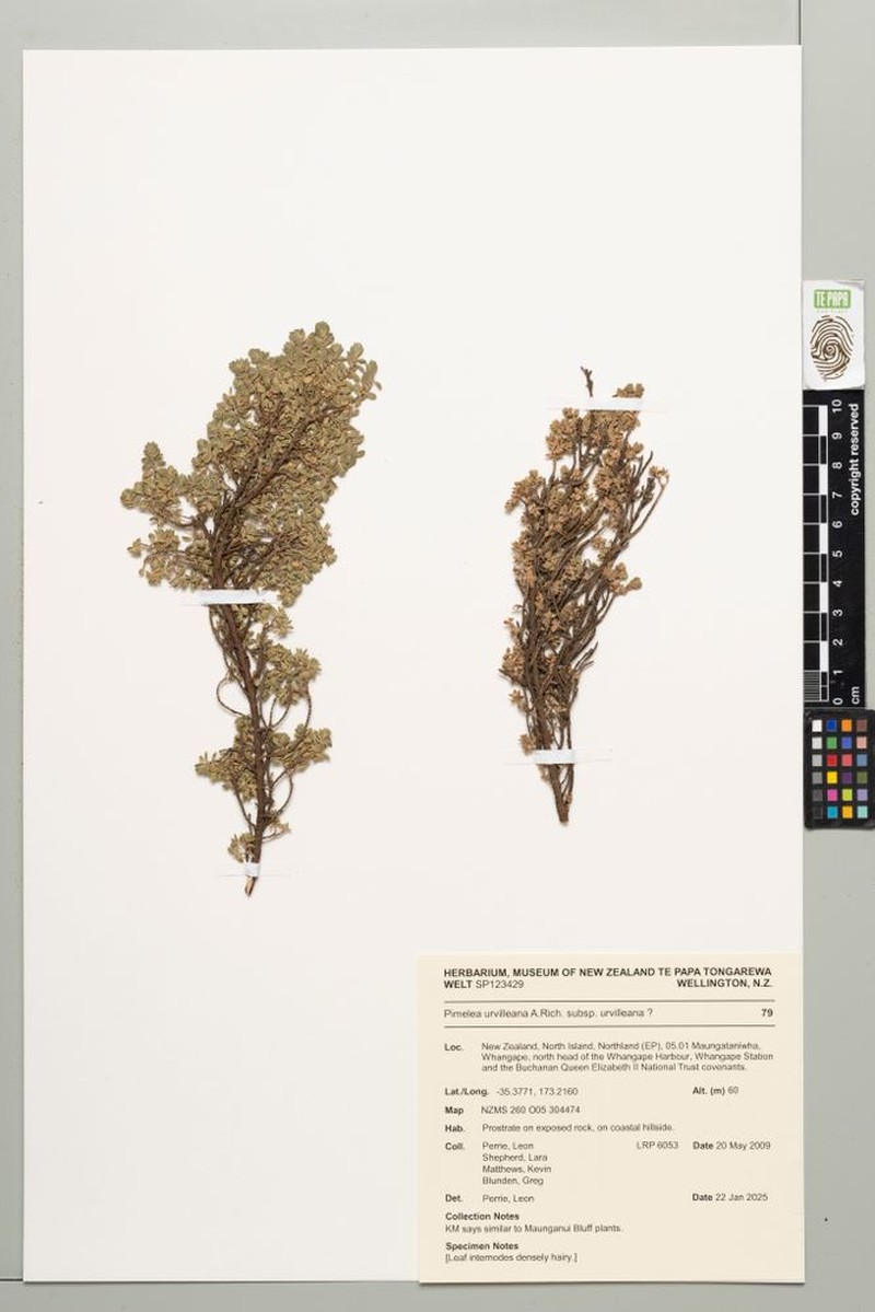 Pimelea urvilleana subsp. urvilleana photo 2