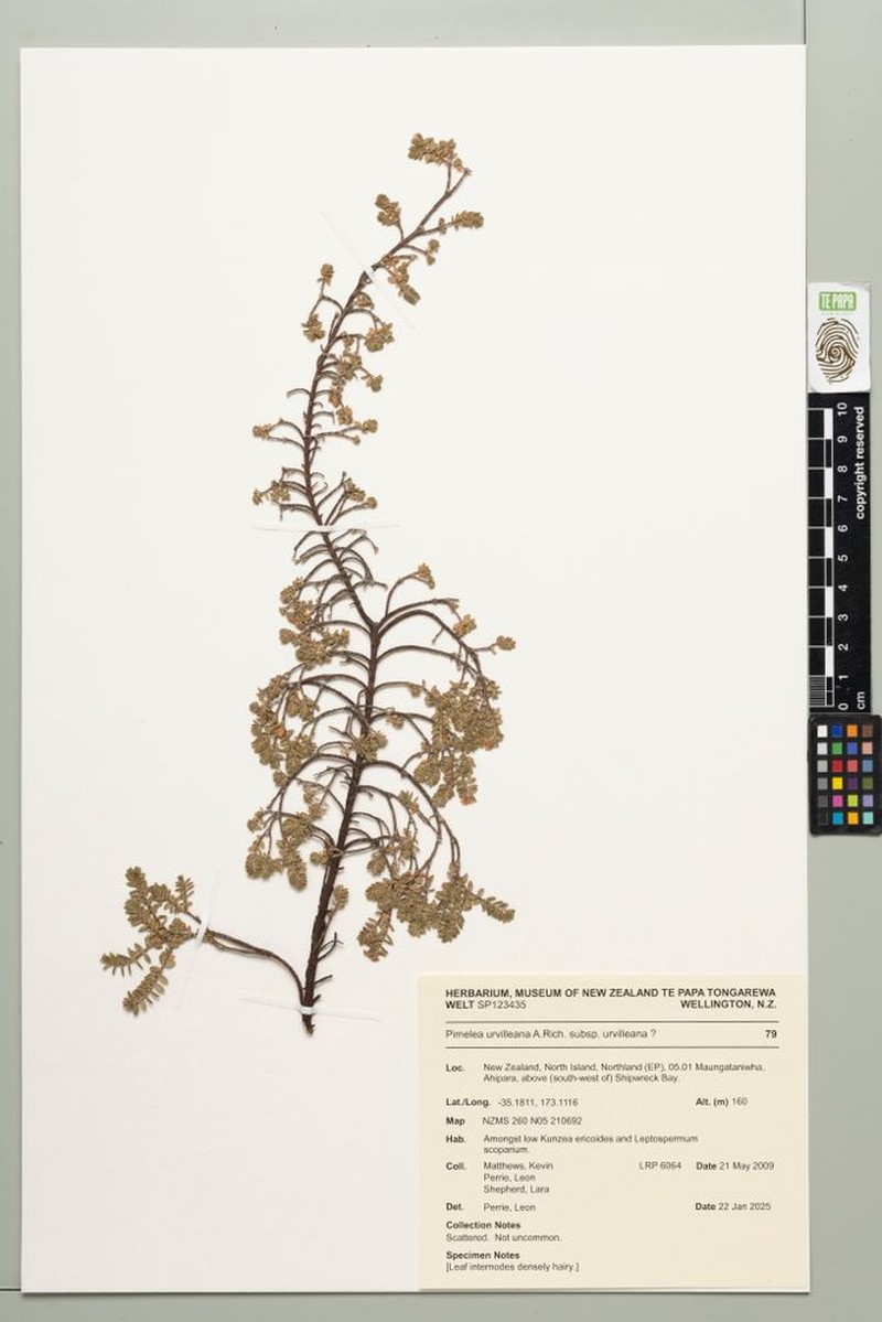 Pimelea urvilleana subsp. urvilleana photo 3