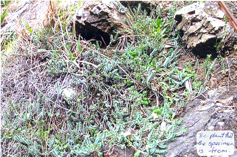 Pimelea urvilleana subsp. urvilleana photo 4