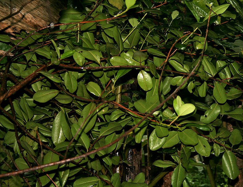 Allspice photo 8