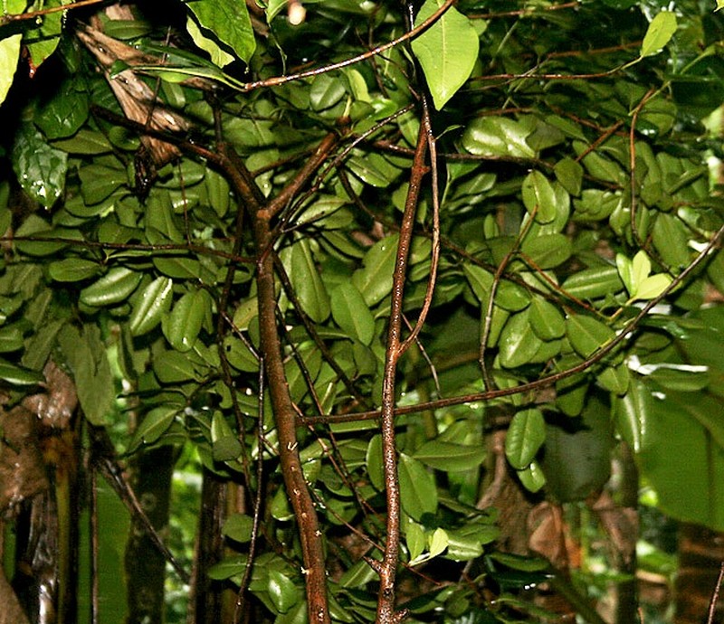 Allspice photo 2
