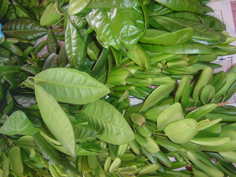 Allspice photo 3