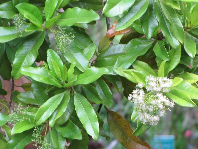 Allspice photo 4