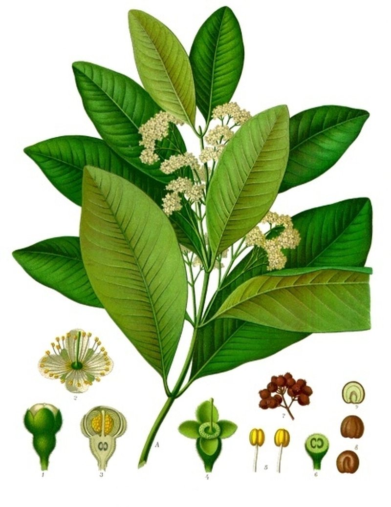 Allspice