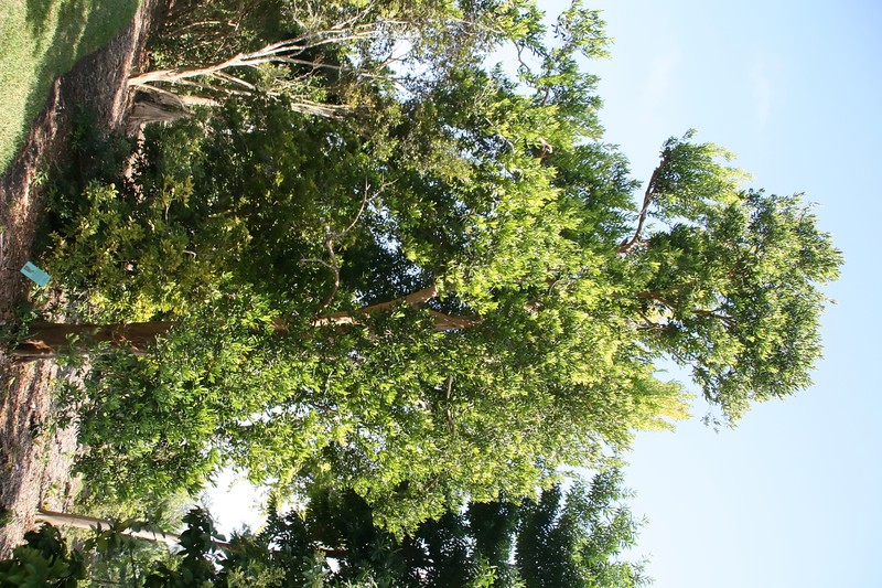 Bayrumtree photo 3