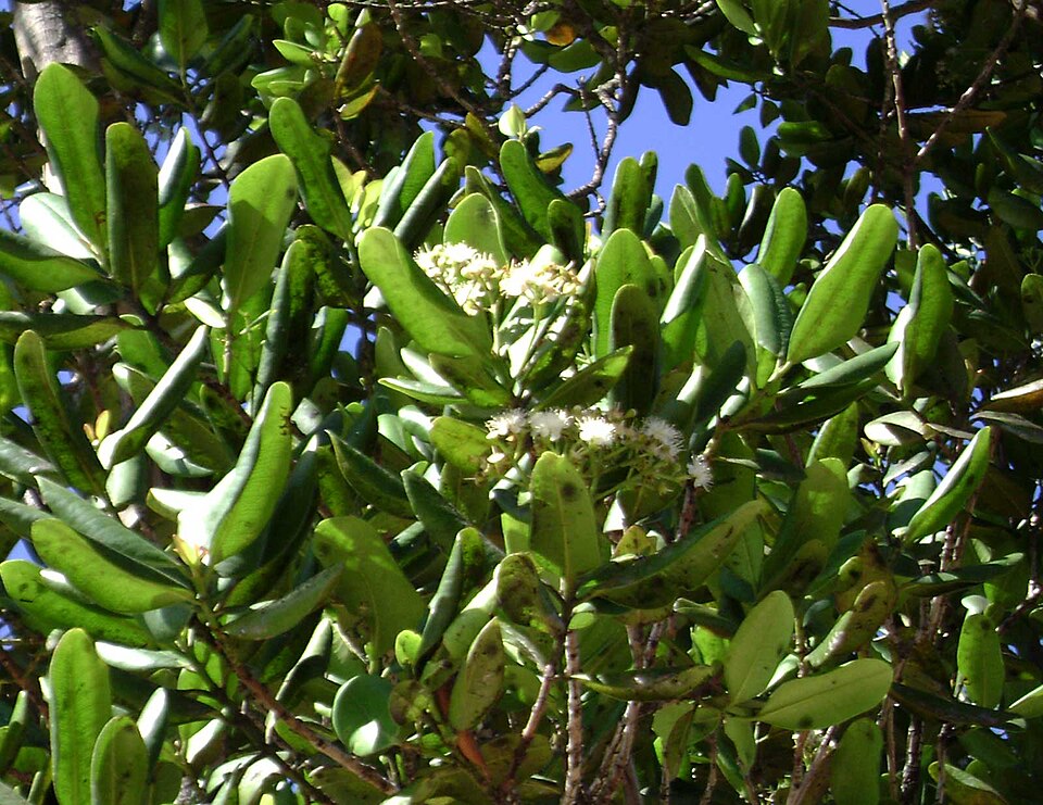 Bayrumtree photo 6