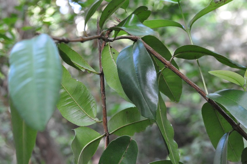 Bayrumtree photo 4