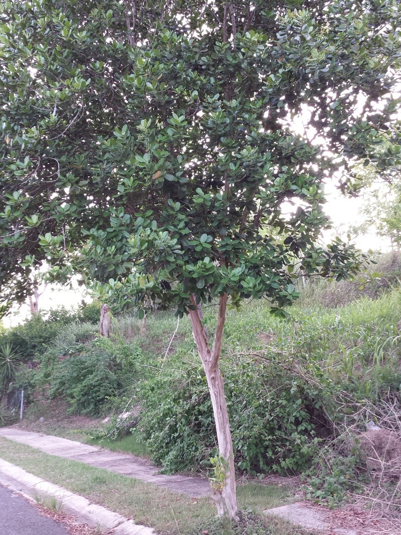 Bayrumtree photo 5