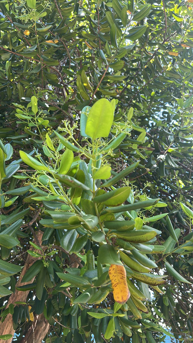 Bayrumtree photo 6