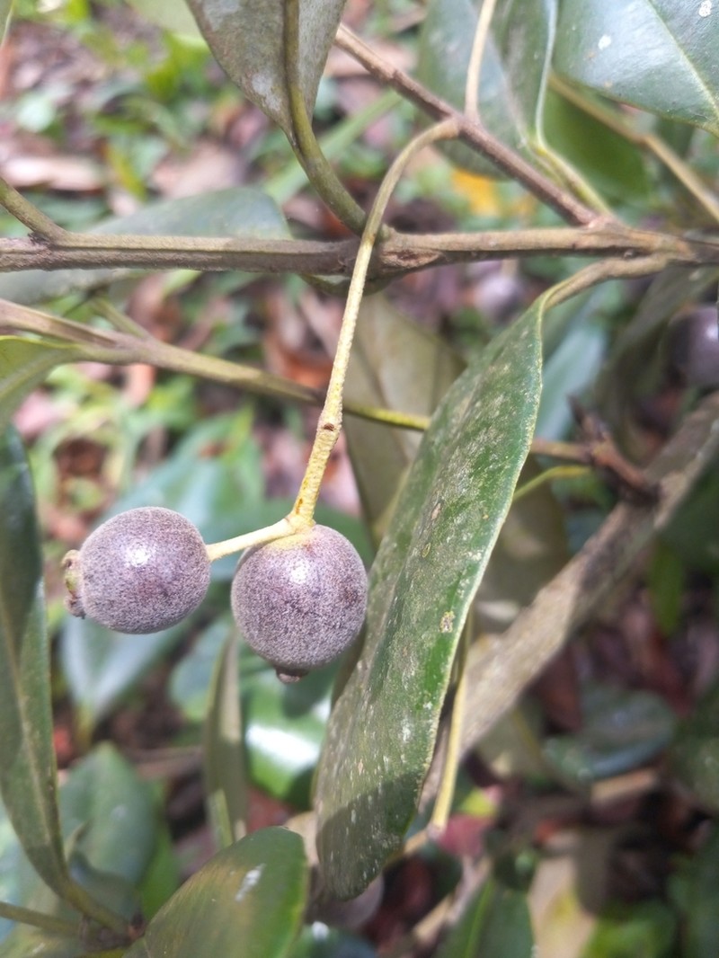 Bayrumtree photo 7