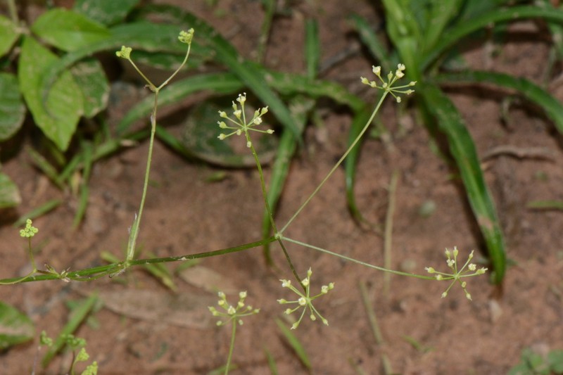 Pimpinella acutidentata