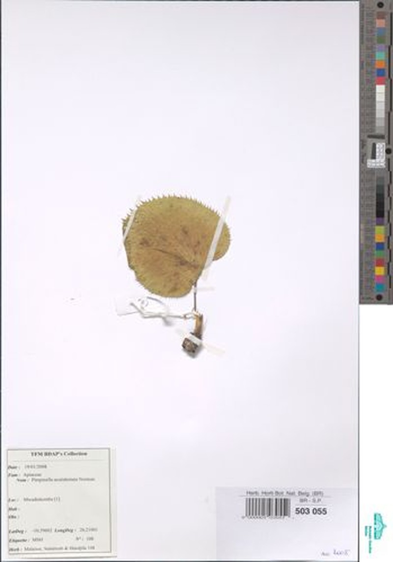 Pimpinella acutidentata photo 2
