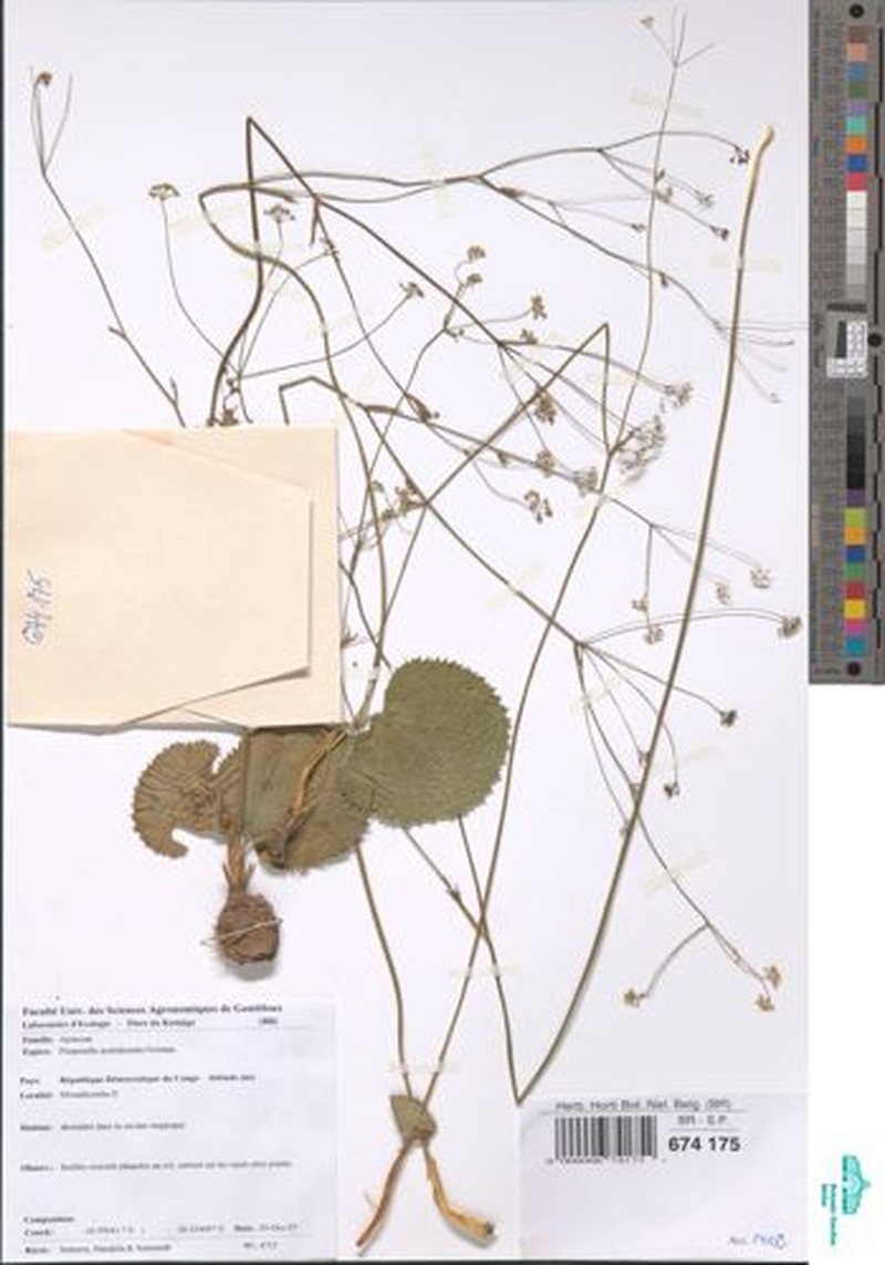 Pimpinella acutidentata photo 4