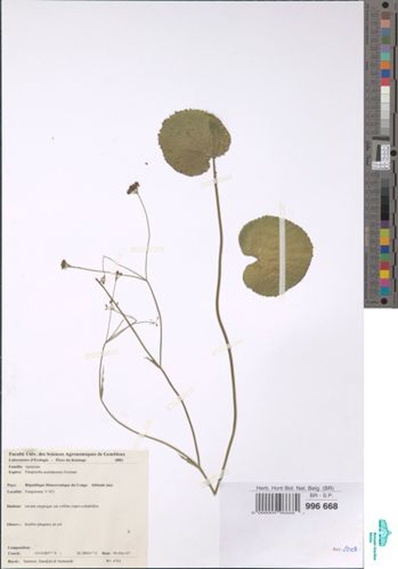 Pimpinella acutidentata photo 5
