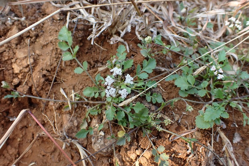 Pimpinella adscendens