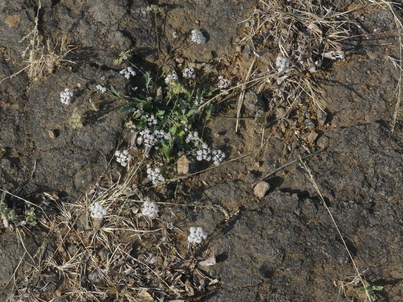 Pimpinella adscendens photo 2