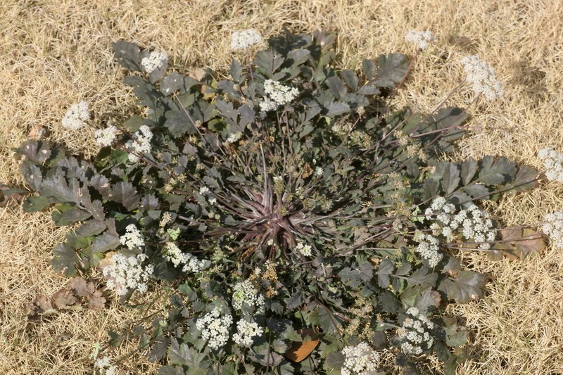 Pimpinella adscendens photo 3
