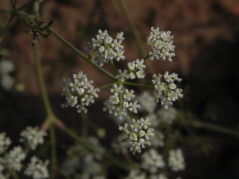 Pimpinella adscendens photo 4