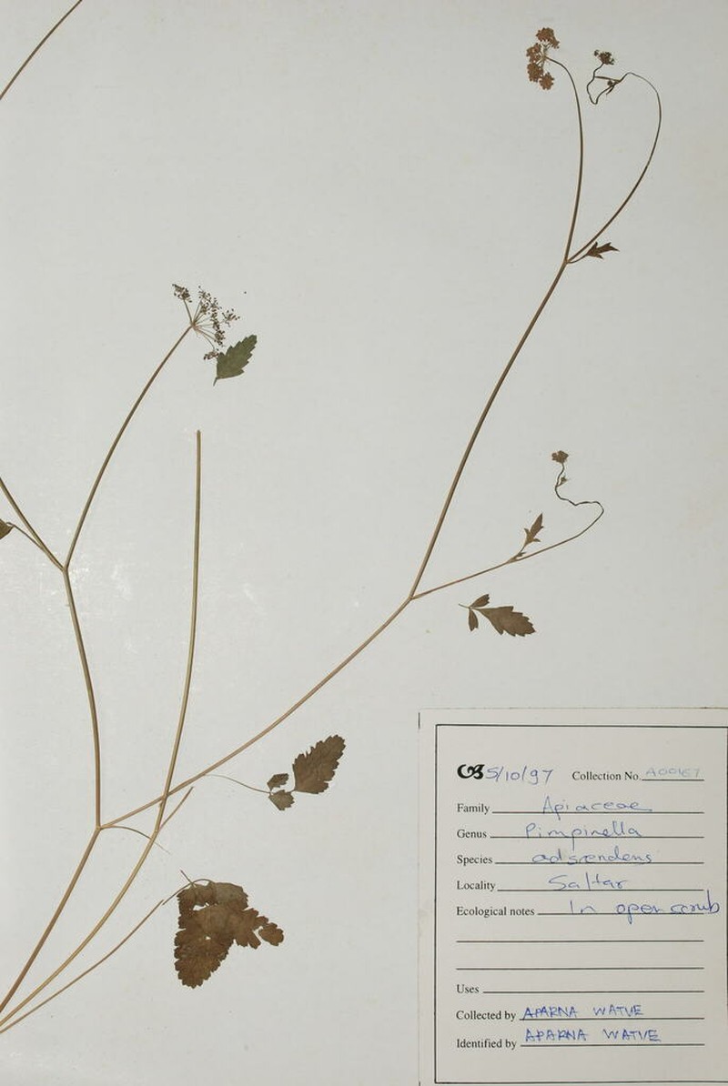 Pimpinella adscendens photo 5