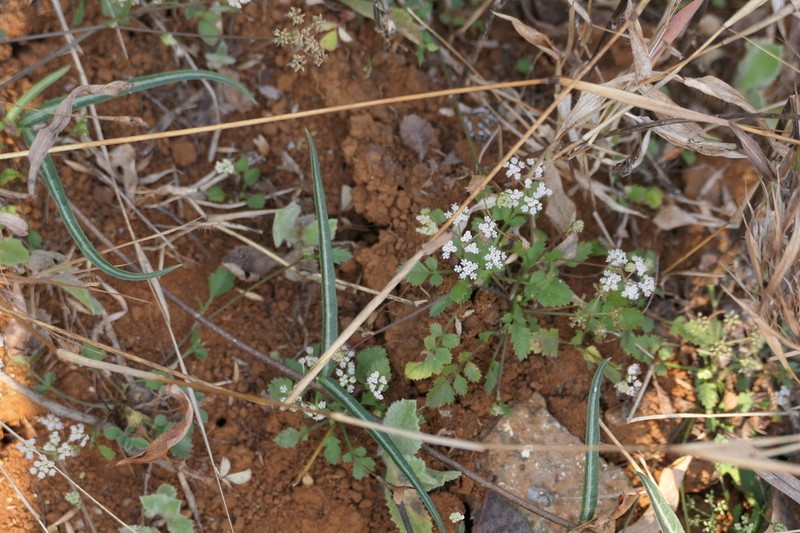 Pimpinella adscendens photo 6
