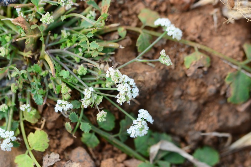 Pimpinella adscendens photo 7