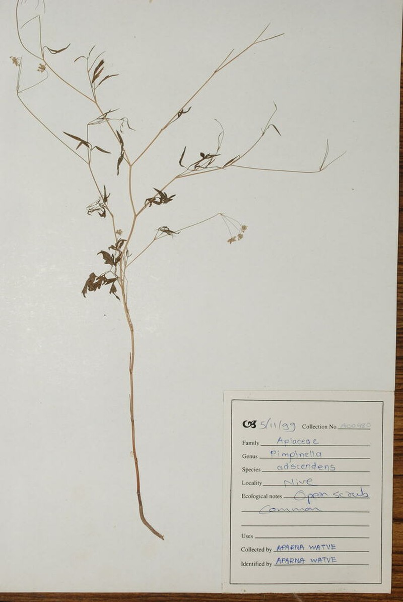 Pimpinella adscendens photo 8
