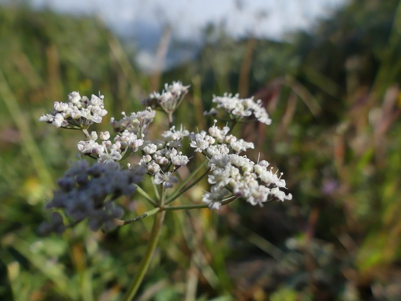 Pimpinella affinis
