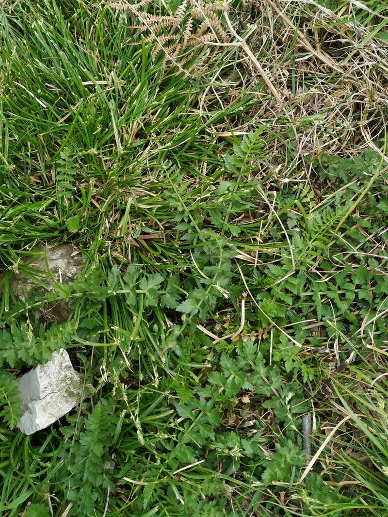Pimpinella affinis photo 2