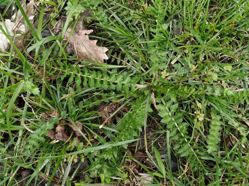Pimpinella affinis photo 3