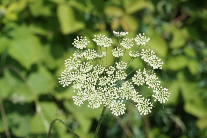 Pimpinella affinis photo 4
