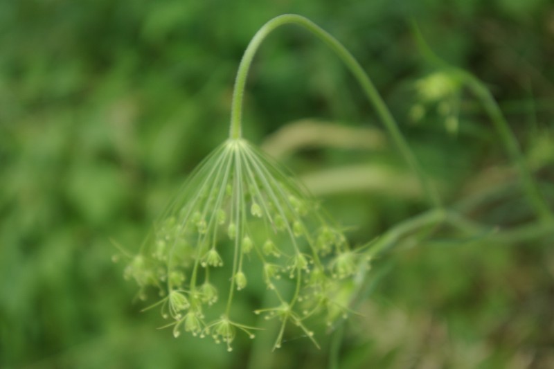 Pimpinella affinis photo 6