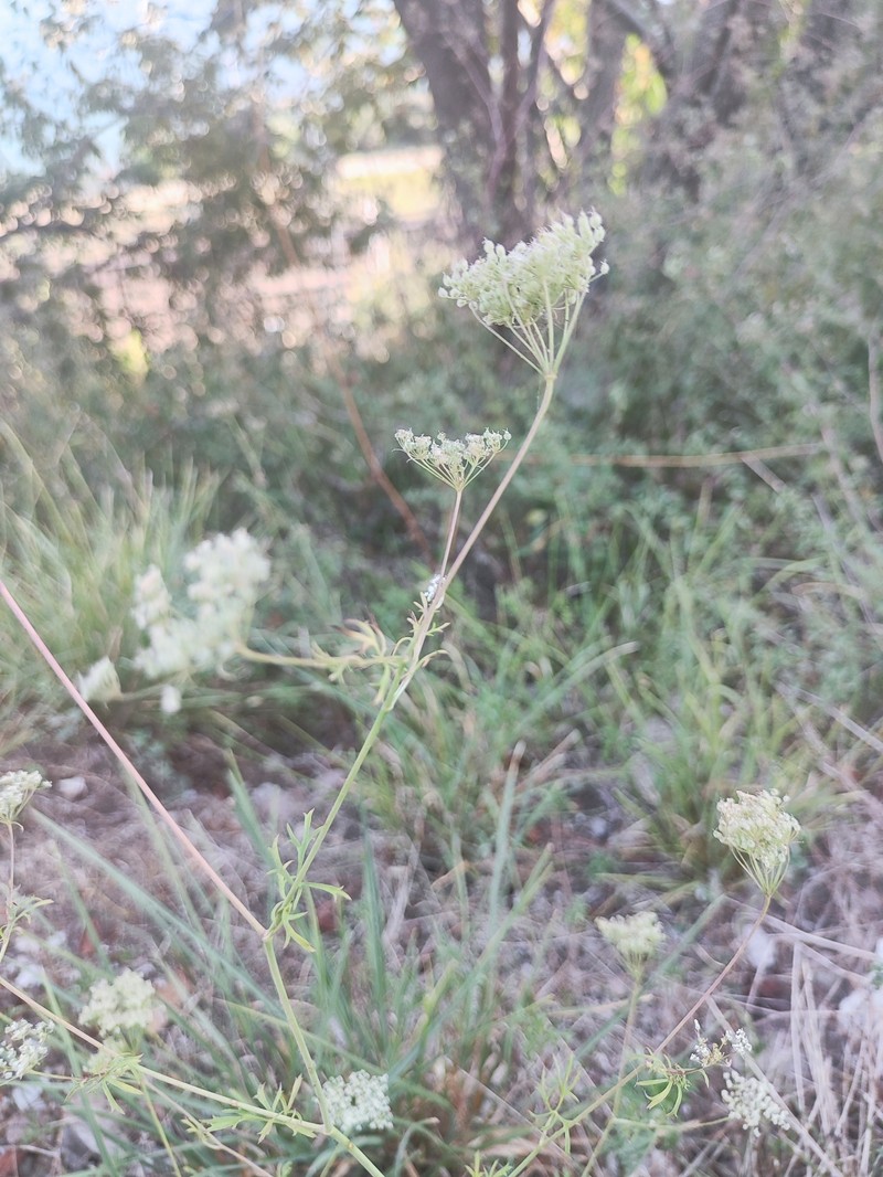 Pimpinella affinis photo 7
