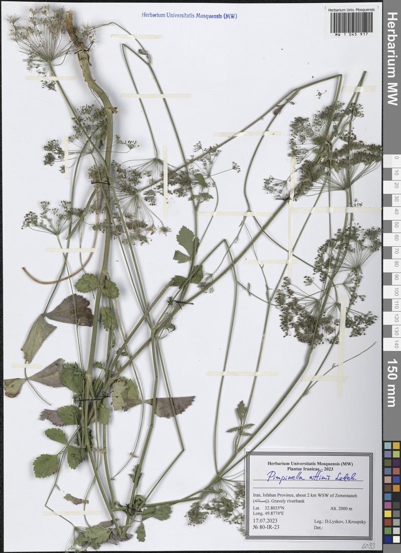 Pimpinella affinis photo 8