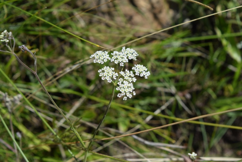 Pimpinella afra