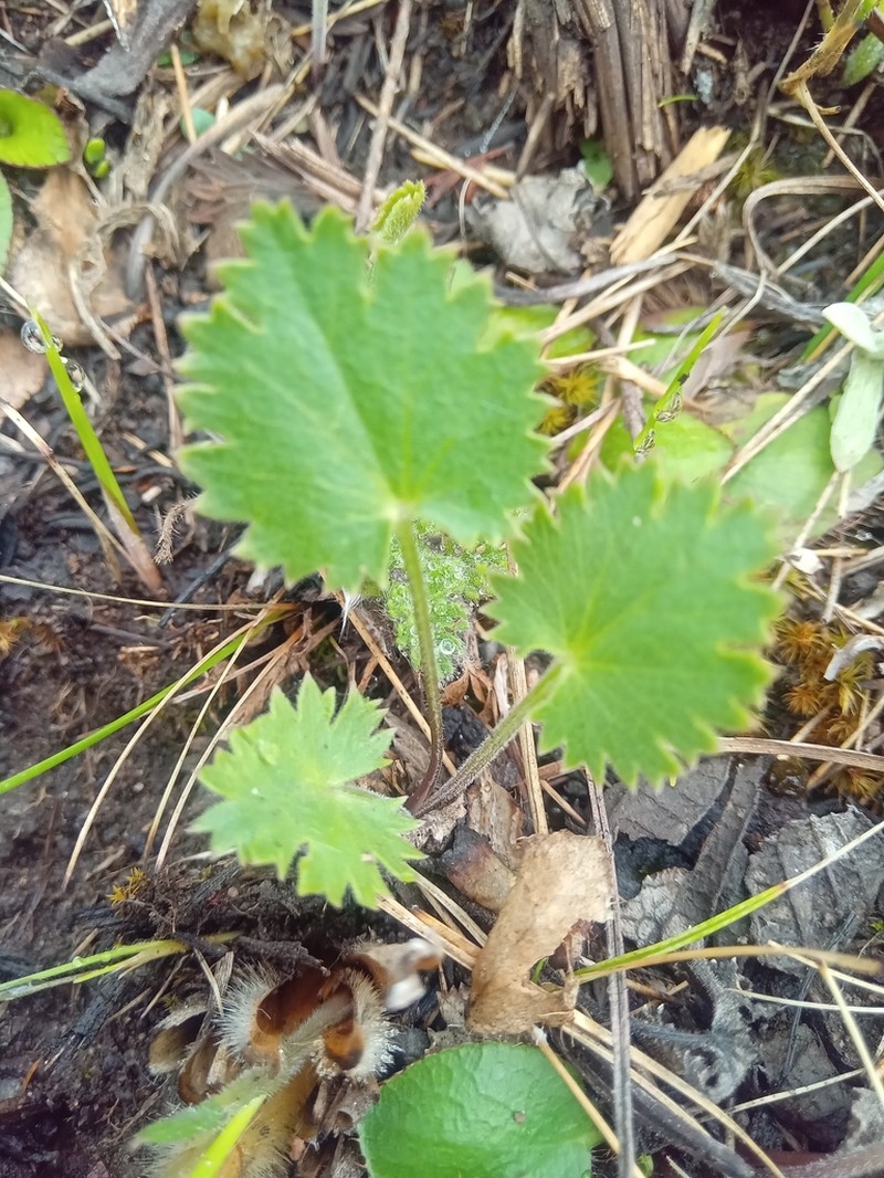 Pimpinella afra photo 2