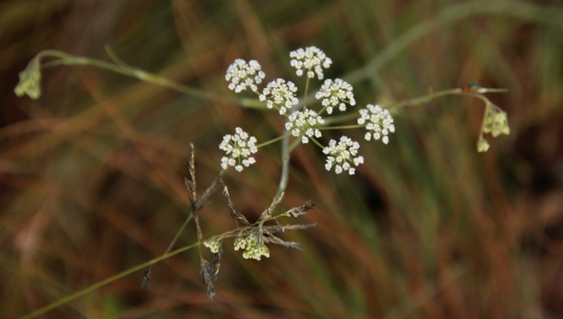 Pimpinella afra photo 3