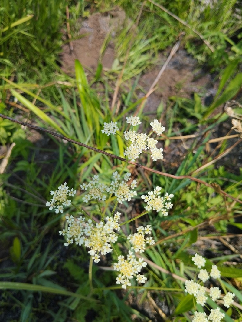 Pimpinella afra photo 4