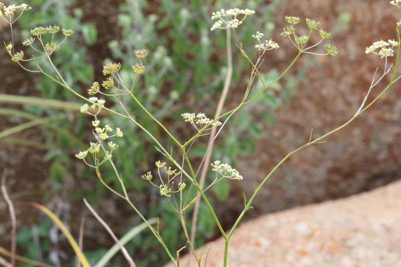 Pimpinella afra photo 5