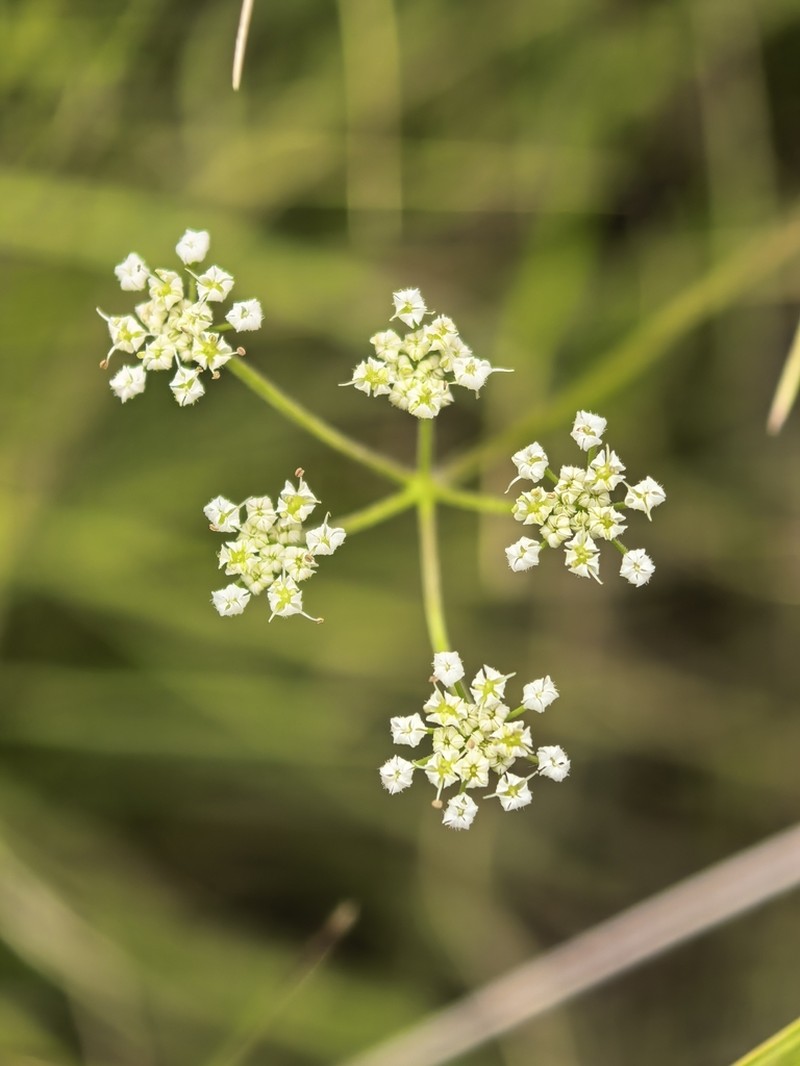 Pimpinella afra photo 6