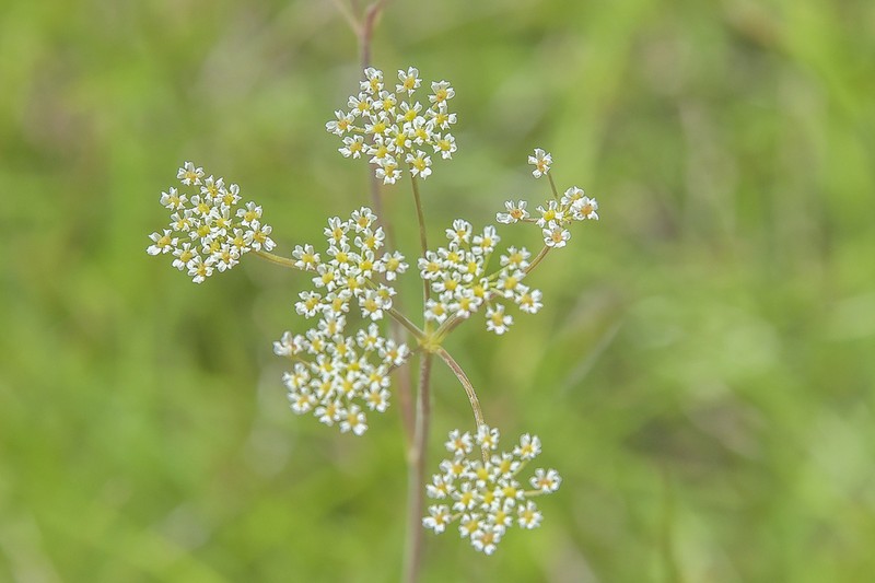 Pimpinella afra photo 7