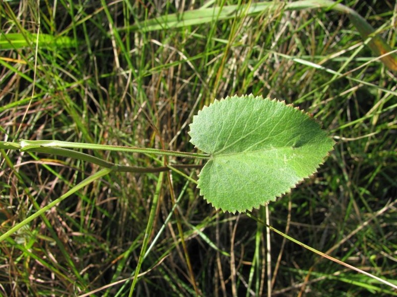 Pimpinella afra photo 8