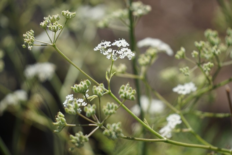 Pimpinella anagodendron