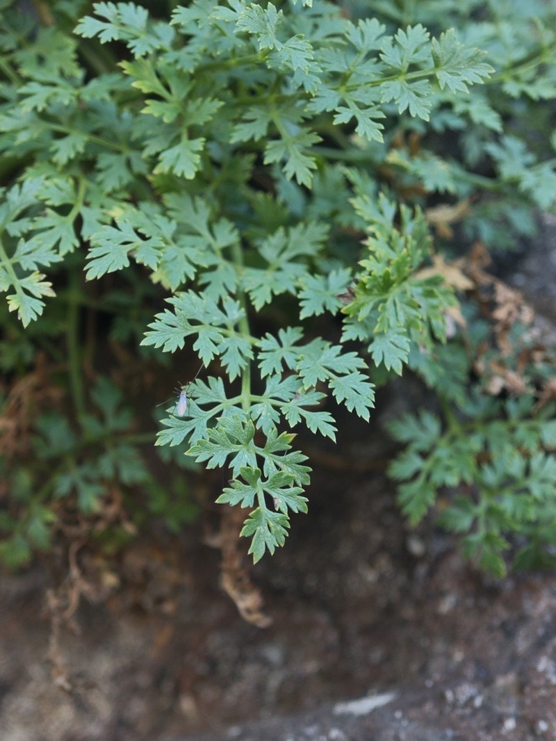 Pimpinella anagodendron photo 3