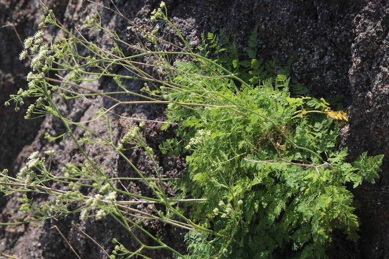 Pimpinella anagodendron photo 4