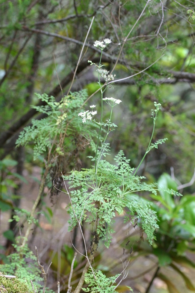 Pimpinella anagodendron photo 6