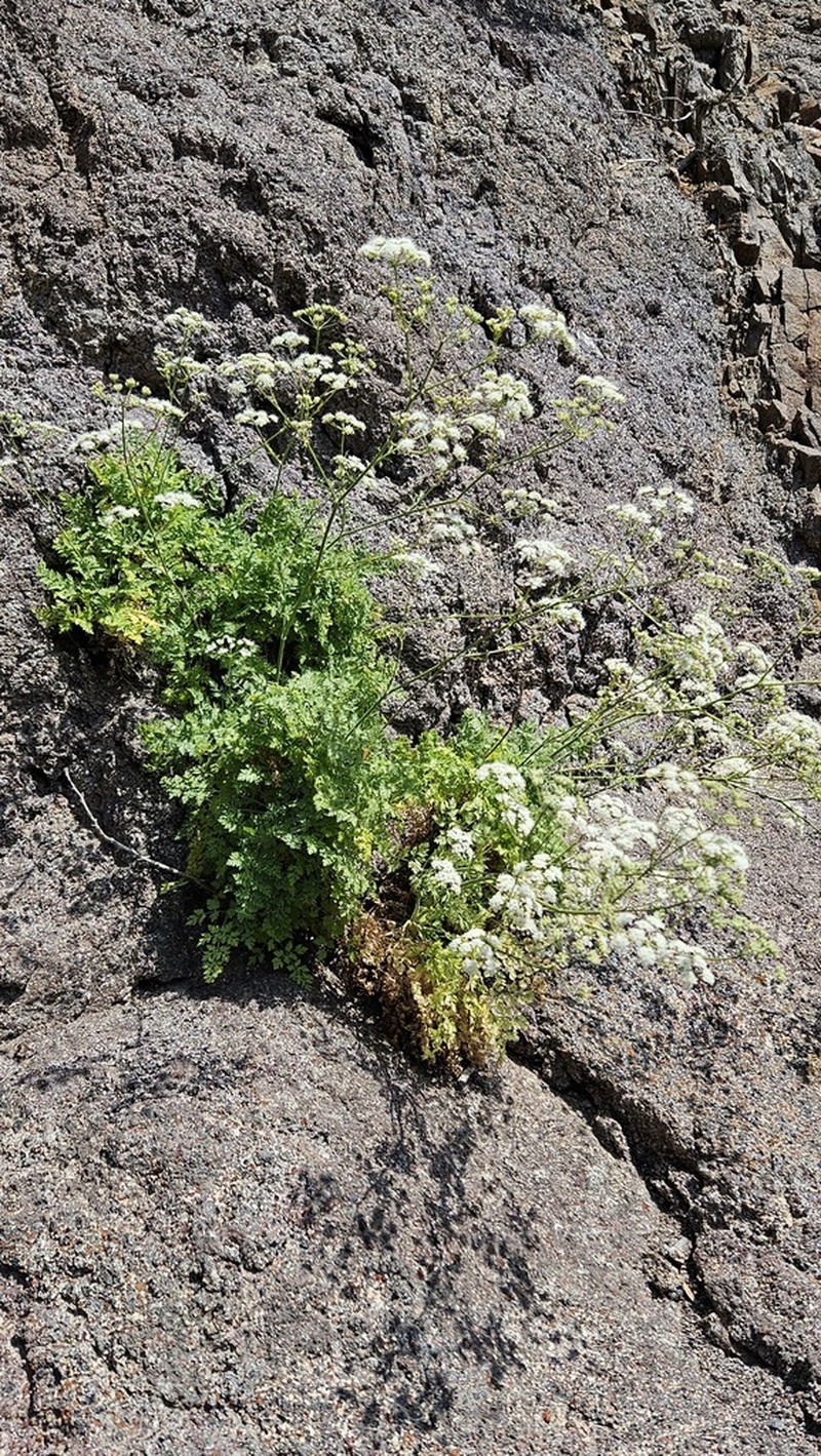 Pimpinella anagodendron photo 7