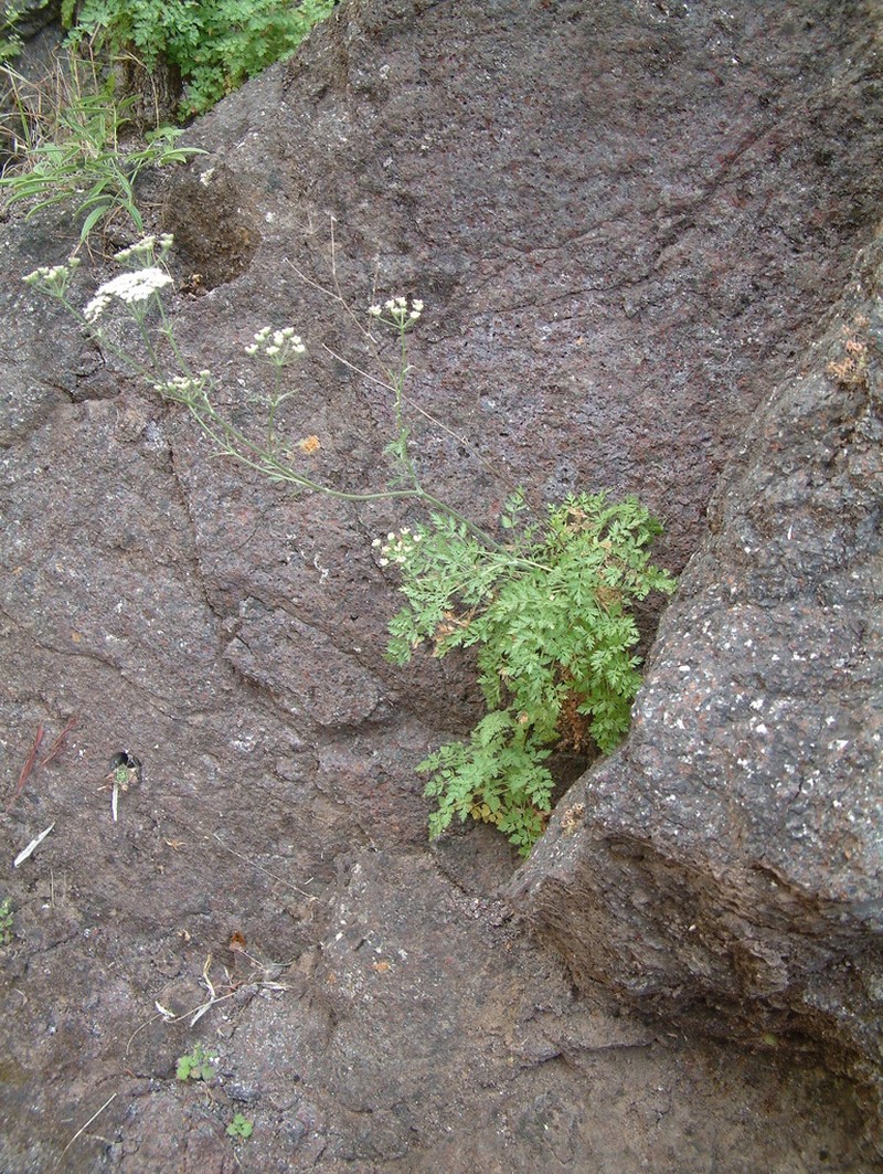 Pimpinella anagodendron photo 8