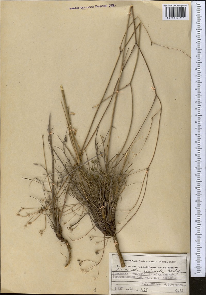 Pimpinella anisactis